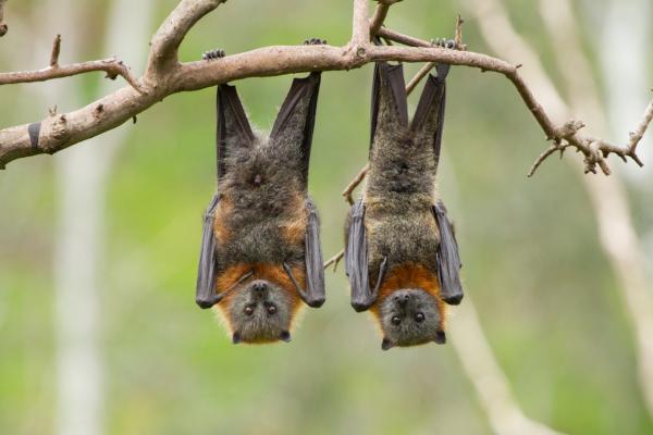 bats hanging from a branch