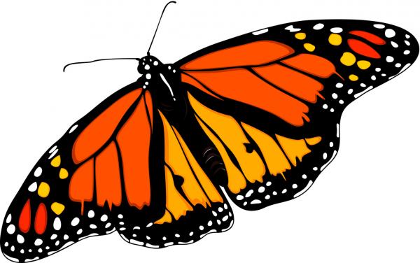 Orange and black Monarch butterfly.