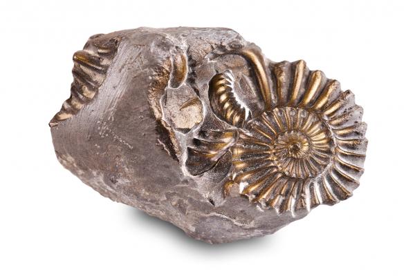 Image for event: Fossils!