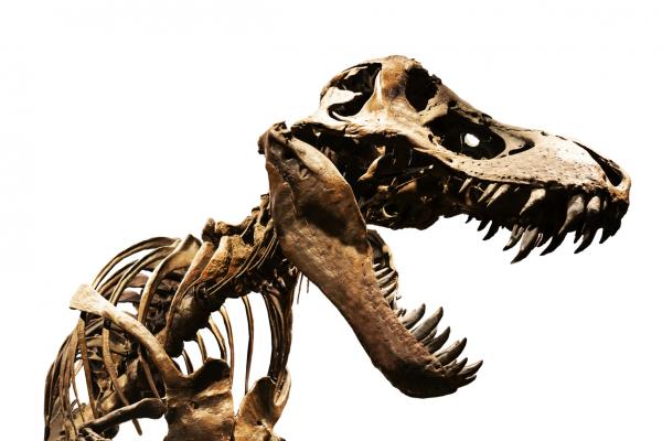 Skeleton of a dinosaur.