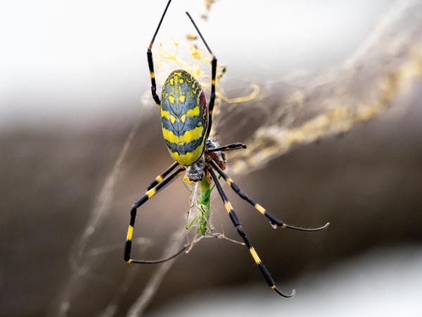 Image for event: STEM - Science | Identifying &amp; Tracking Joro Spiders