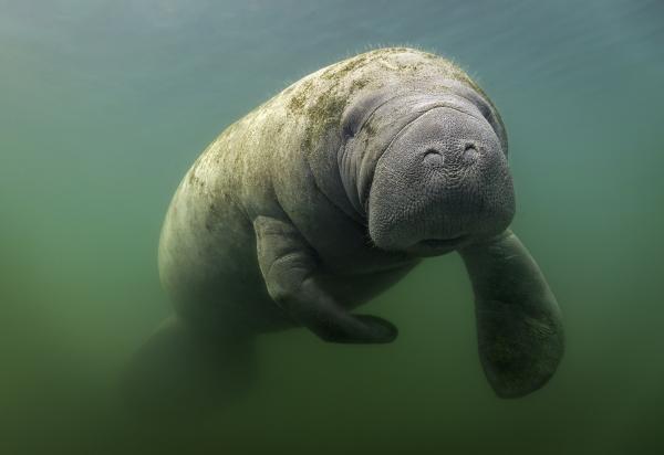Image for event: STEM - Science | Oh, the Cute Manatees!