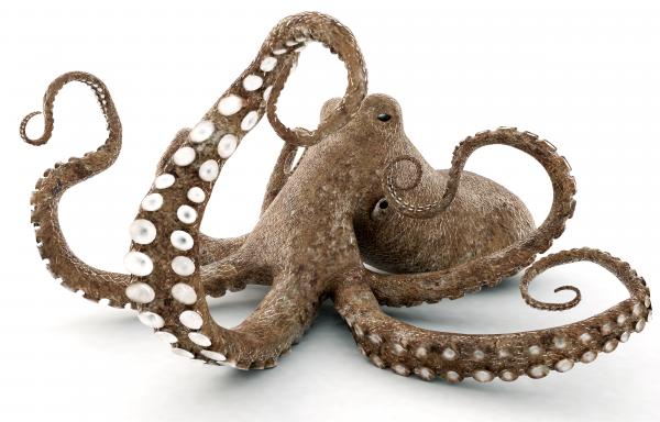Image for event: STEM - Science | World Ocean Day: Octopuses