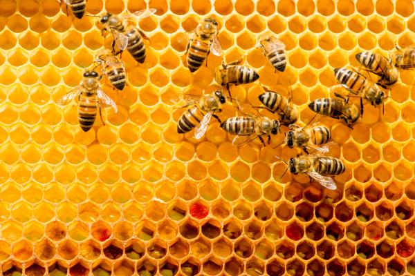 Image for event: Amazing Bee-Havior: Mason Bees
